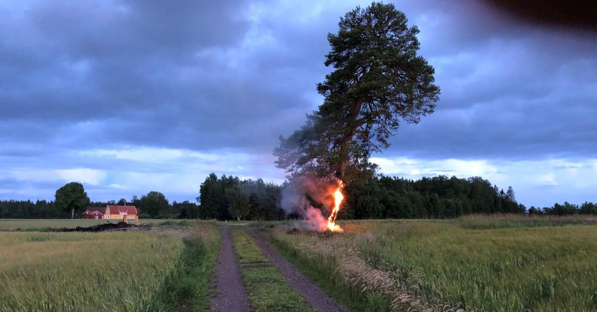 Blixtnedslag spred sig från träd till hus - Nya Lidköpings ...