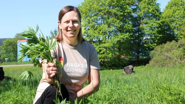 Hagfors kommun ska bekämpa invasiva arter med hjälp av ett spel i mobiltelefonen. Kommunekologen Katarina Karlsson förklarar och visar upp blomsterlupiner på en av kommunens centrala ängsmarker.
