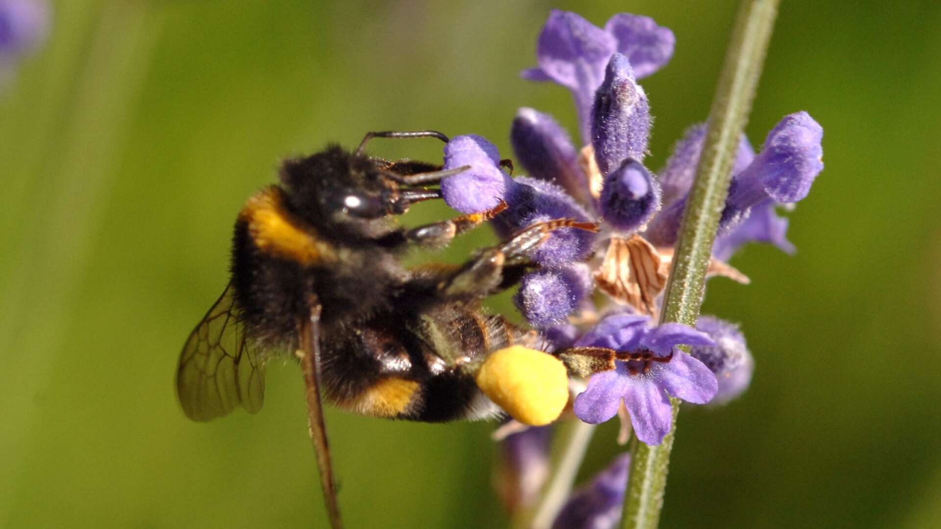 Det blir flera olika aktiviteter under pollineringsveckan i Hjo.