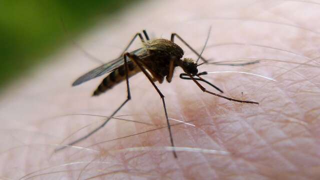 Myggor håller den sommarfirande svensken på jorden.