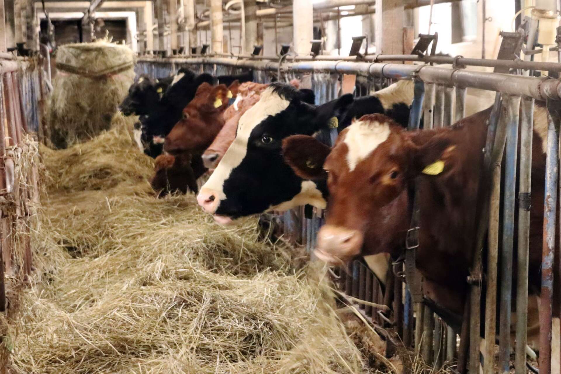 Kossorna står inne i ladugården när de mjölkas. 