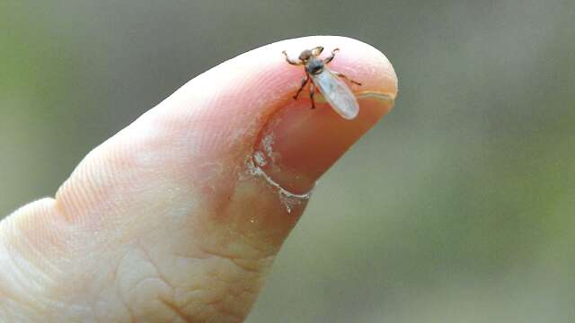 Älglusflugorna ökar när vintrarna blir kortare.