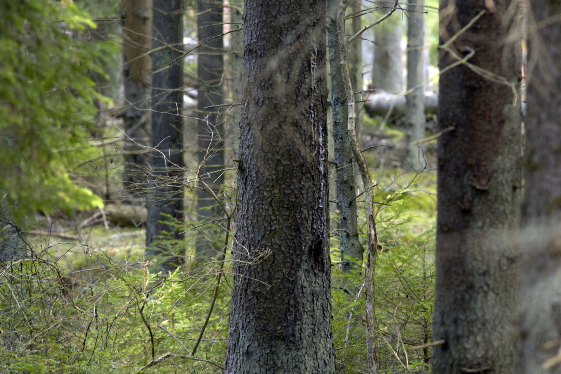 Sveriges högsta träd, Mölnbackagranen, har dött (ej granen på bilden). Arkivbild.