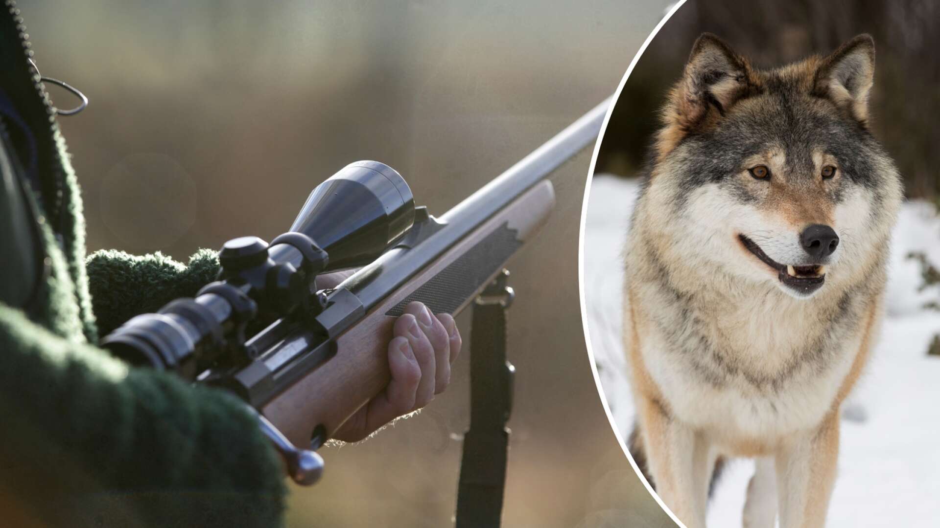 Svenska jakten över • Så många vargar fälldes i Värmland