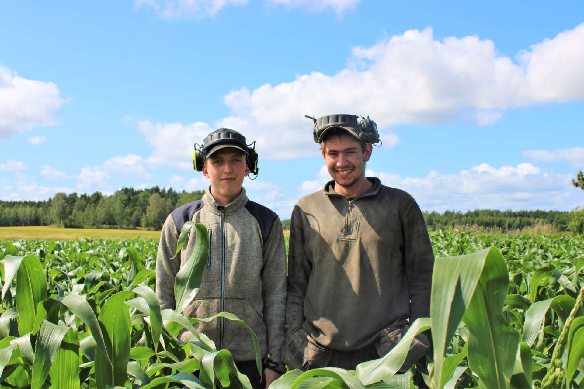Barndomskompisarna Måns Nilsson och Oliver Franzon har sått ett majsfält för självplock i Täng. 