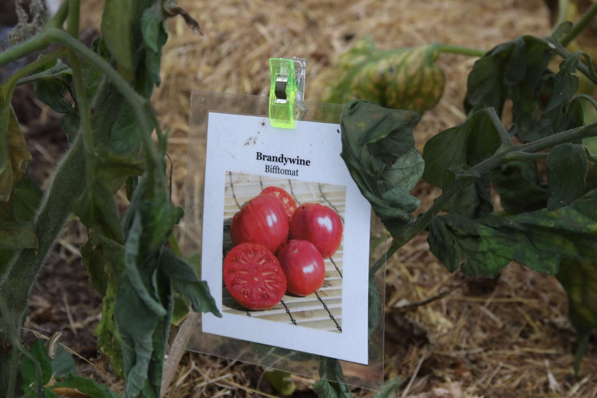 Tomaterna ligger numer inomhus för eftermognad, kvar ute i växthuset är skyltarna och plantorna.