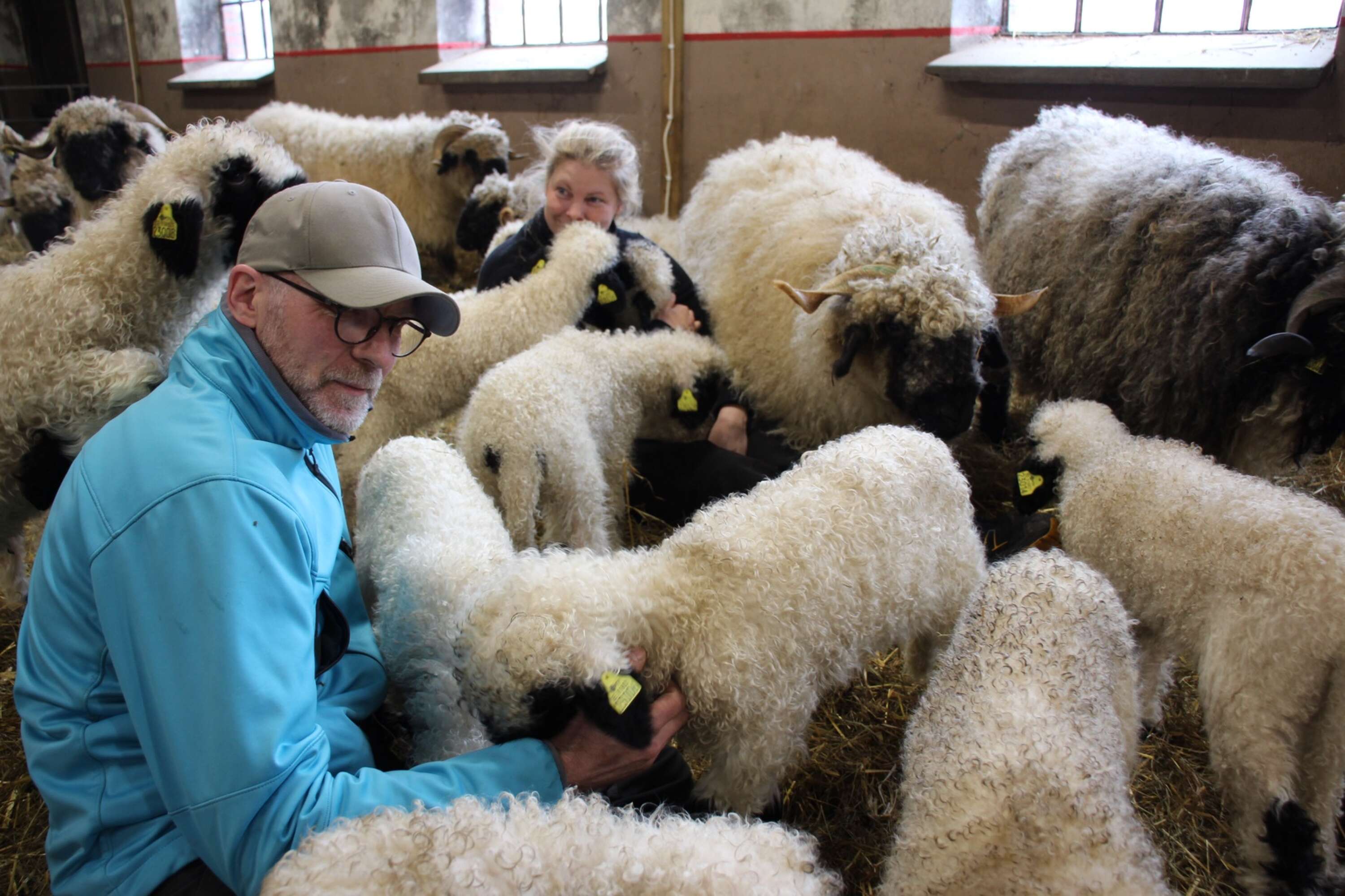 Av en slump blev de förälskade i får och Kristina har nu startat ett eget företag.