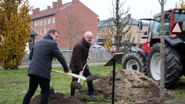 Säffle kommun skänkte en blodlönn till Åmål som en 375-årspresent. Kommunalråden Dag Rogne och Michael Karlsson hjälpte till med planteringen.