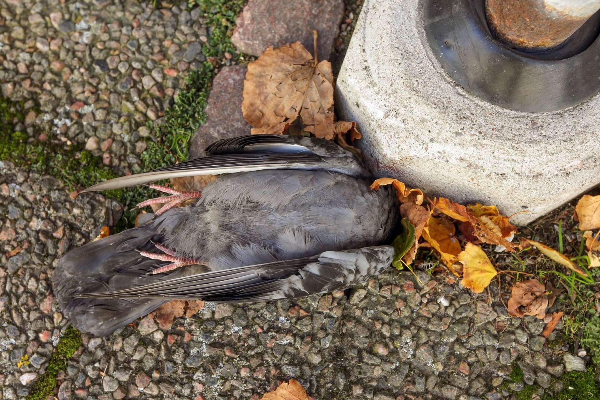 Flera döda duvor har rapporterats i Lidköping de senaste dagarna. 