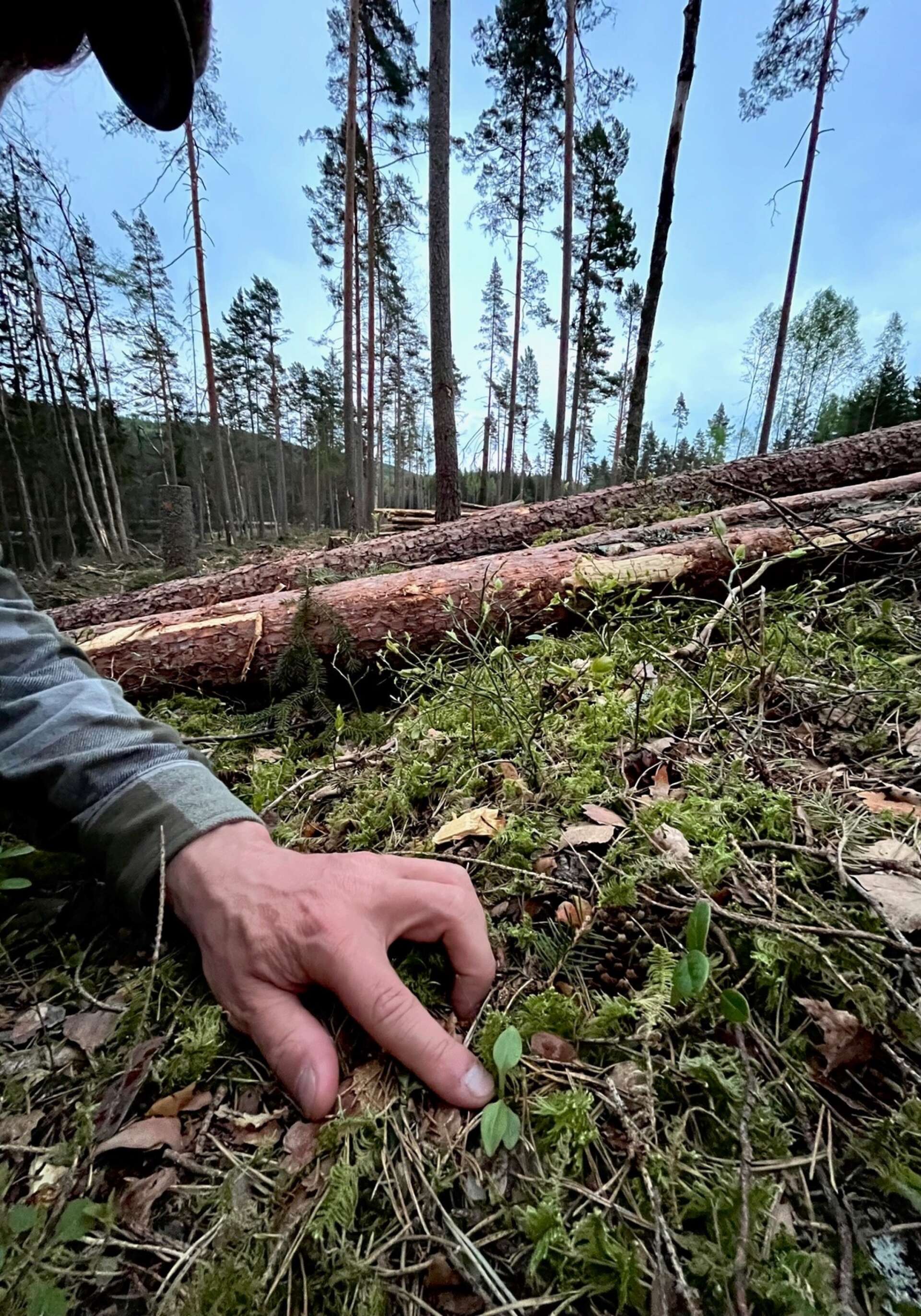 Den mycket långsamväxande knäroten är en så kallad signalart, som indikerar skogar med höga naturvärden. 