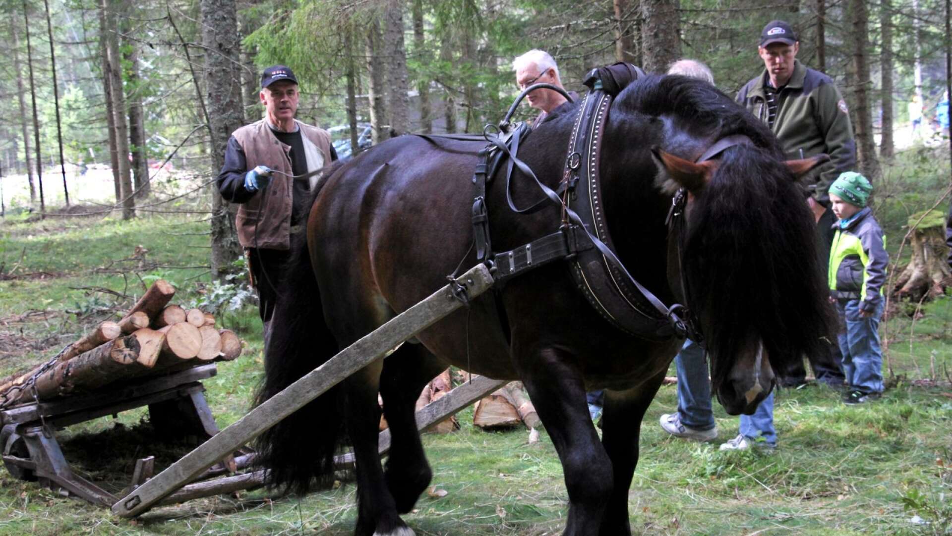 Skogskörning med häst är ett moment från skogsbruket förr, som flertalet i yngre generationer aldrig upplevt.