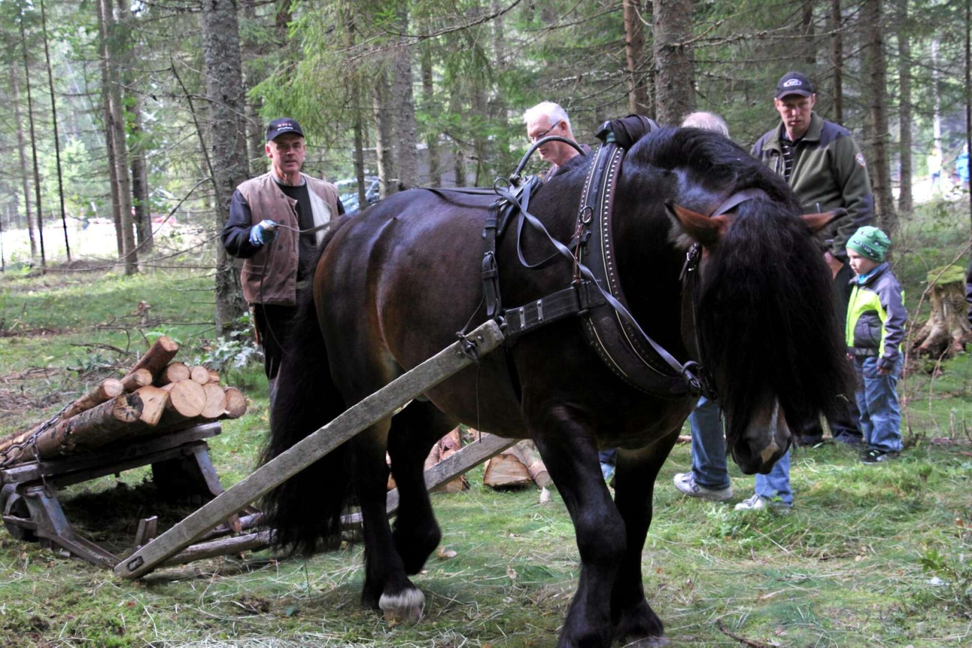 Skogskörning med häst är ett moment från skogsbruket förr, som flertalet i yngre generationer aldrig upplevt.