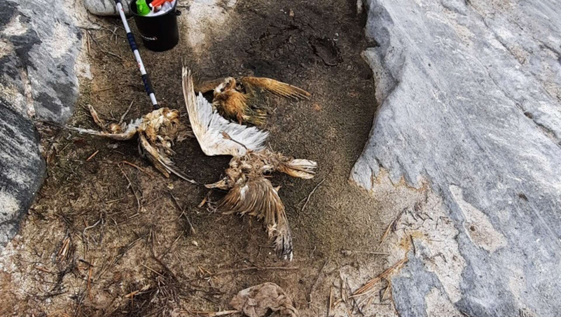 Döda gråtrutar upptäcktes på Mittskär.