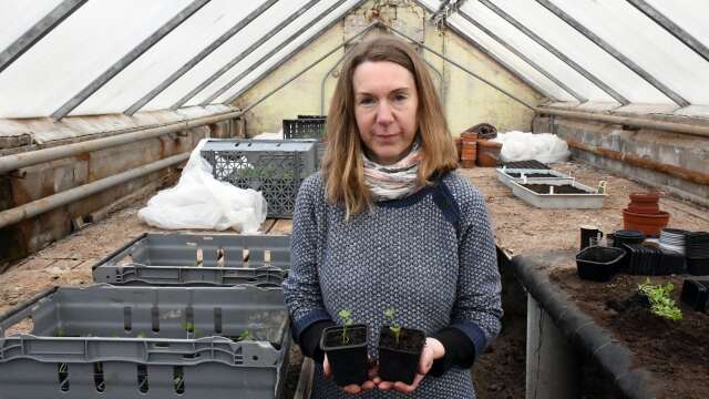 Annelie Engkvist har precis skolat om rotselleriplantorna.