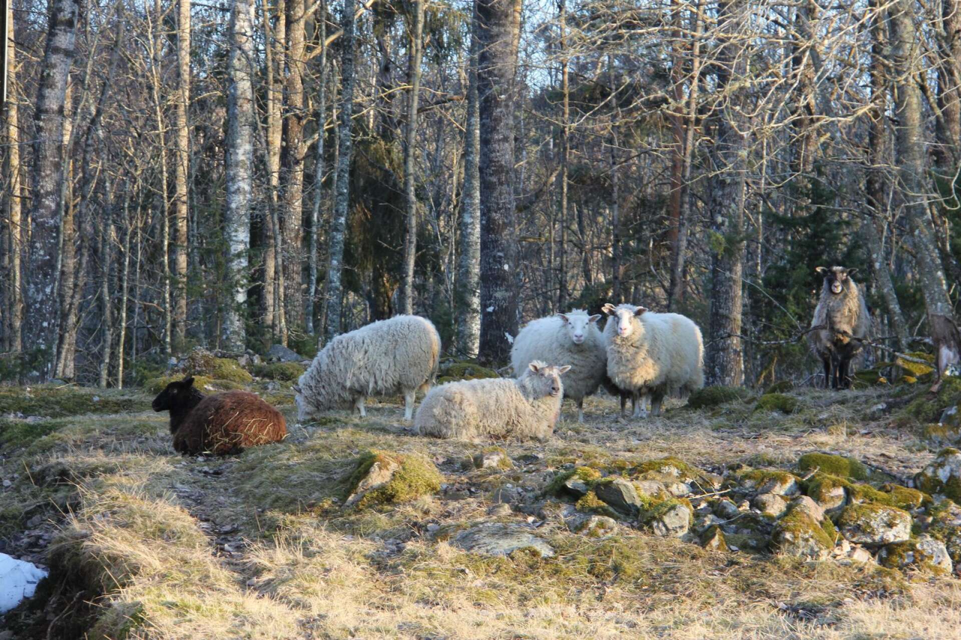 Två av fåren som hade klarat sig haltade och var tvungna att lägga sig ner.