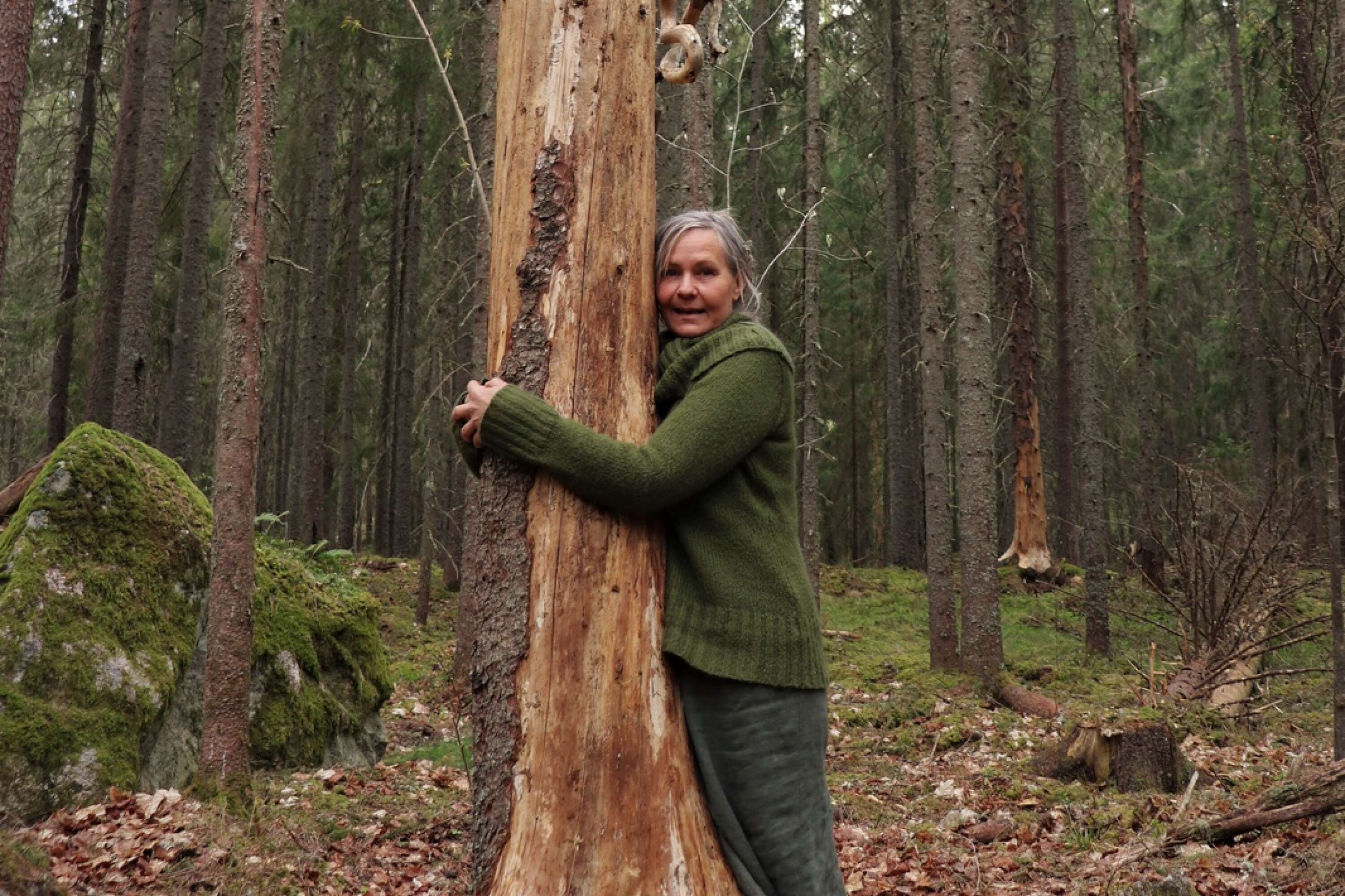 Trädkramare? Av barkborrsangripna träd har Maria Westberg skapat ”nya trädskelett” genom att fästa grenar i toppen på de avsågade stammarna. 