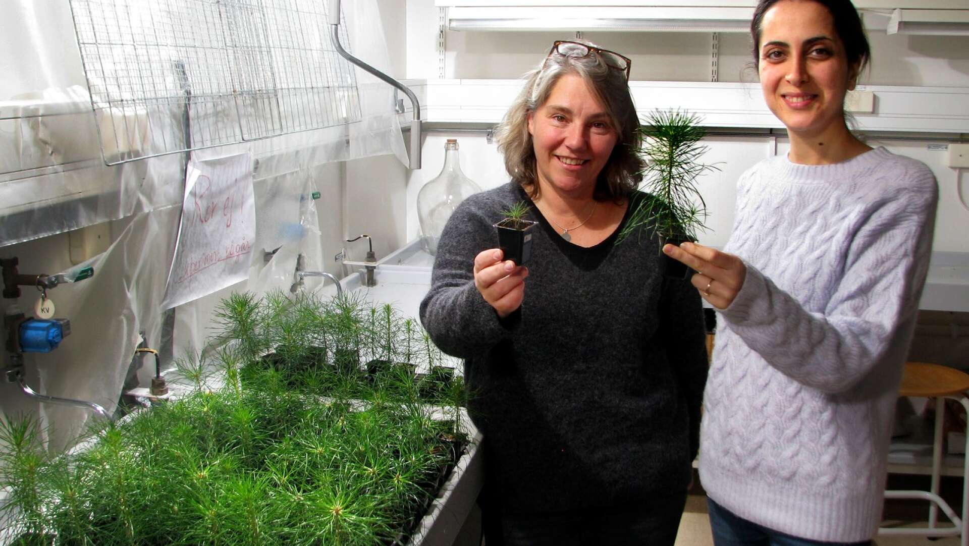 Här kan man se skillnaden mellan tallplantor som växer på traditionellt sätt och plantor som fått pulver från biokol, säger forskaren Maria Sandberg tillsammans med gästforskaren, Samieh Eskandari, från Austrailien.