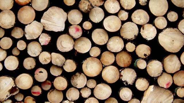 I en analys som Skogsstyrelsen låtit göra visar det sig att mindre skogsägarna missgynnas av ett underläge gentemot virkesköparna.