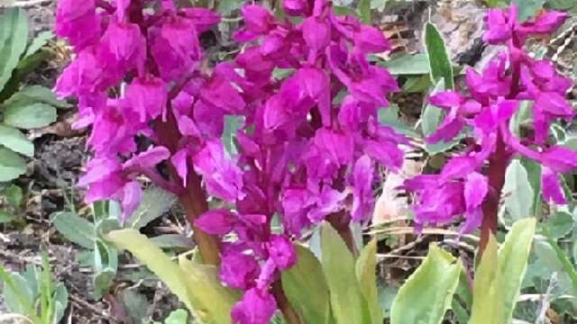 Sankt Pers nyckar är en av de orkidéer som blommar tidigast.