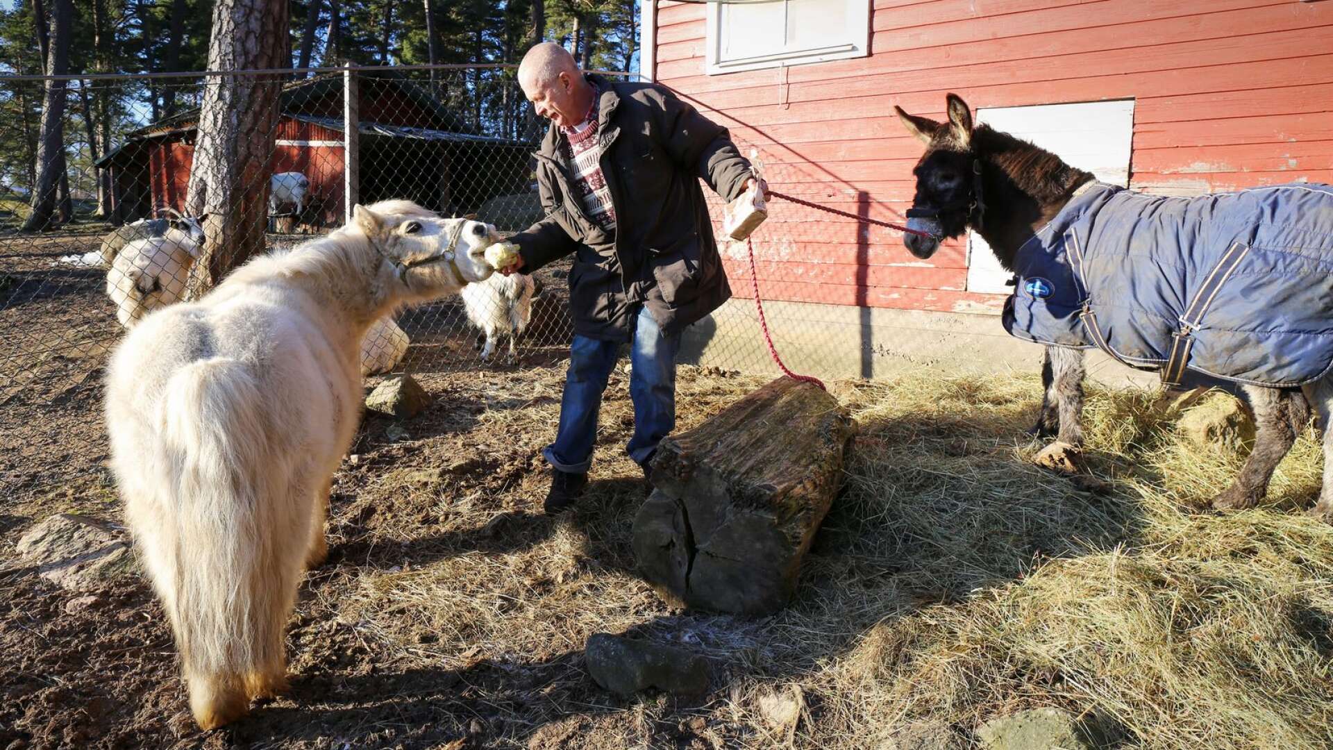 Shetlandsponnyn Pärlan lever ett gott liv som trotjänare och pensionär på Åmåls djurpark, med ägaren Rickard Karlsson och bästisen Fabian. Men hennes historia är ett frågetecken för många.