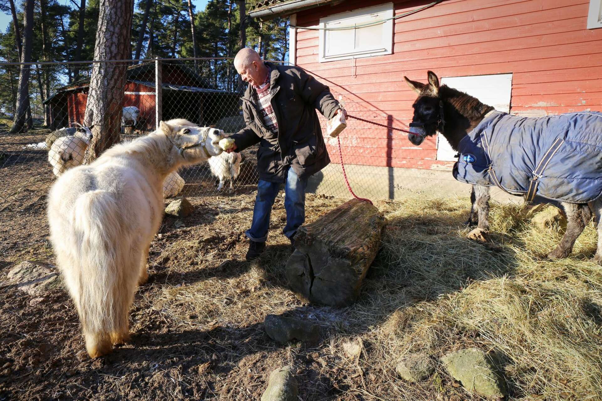 Shetlandsponnyn Pärlan lever ett gott liv som trotjänare och pensionär på Åmåls djurpark, med ägaren Rickard Karlsson och bästisen Fabian. Men hennes historia är ett frågetecken för många.
