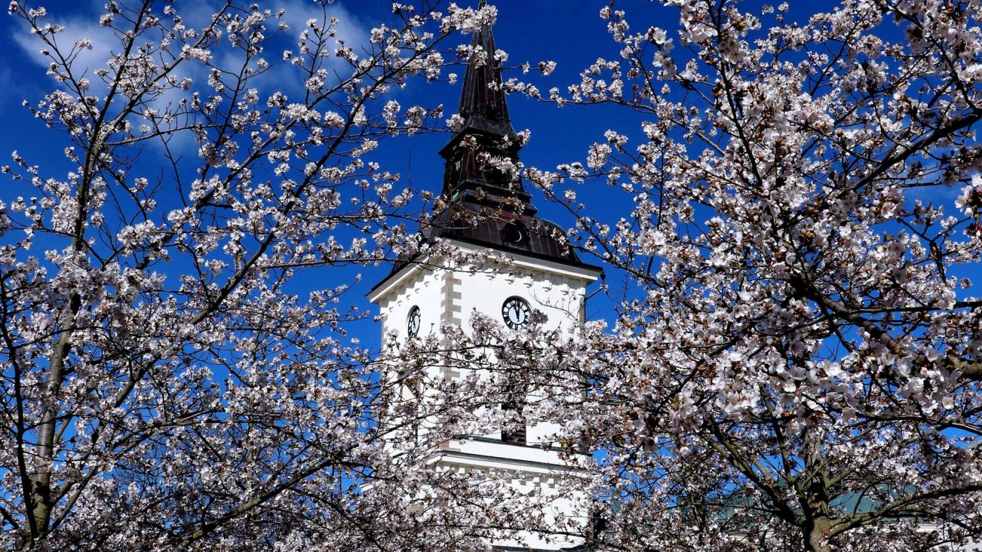 De blommande körsbärsträden på torget är ett omtyckt Hjomotiv för fotografer så här års.