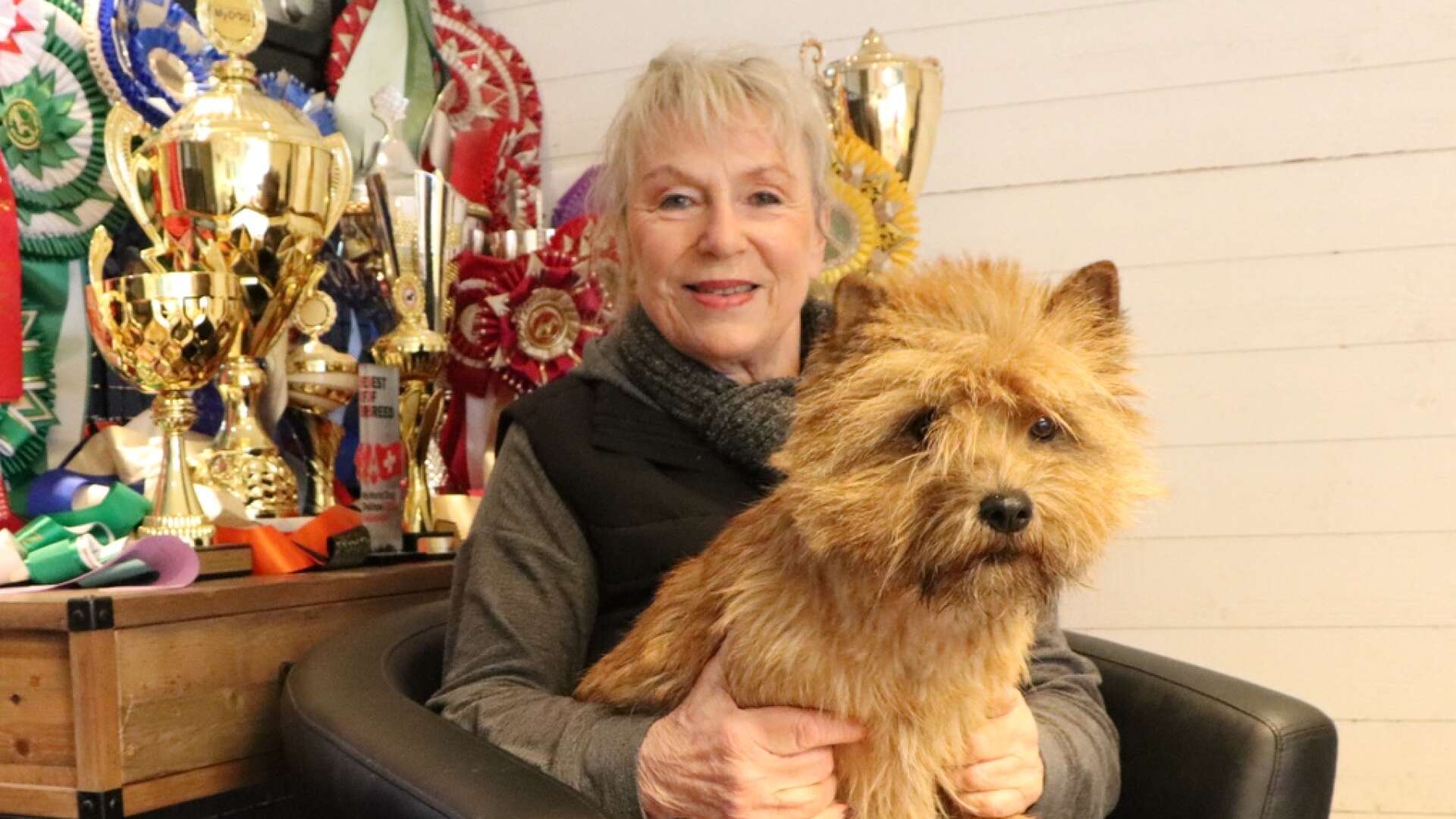 Hjohoo&amp;apos;s Cairnterrier
