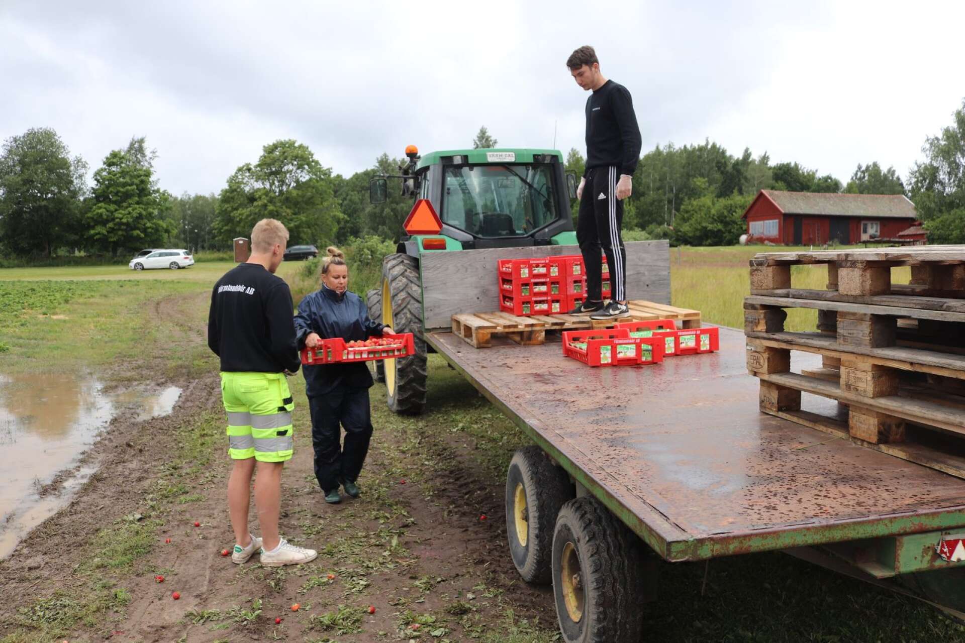 Gustaf Ivarsson och Johan Sundberg tar emot jordgubbslådor från Anna Kalzqal. 