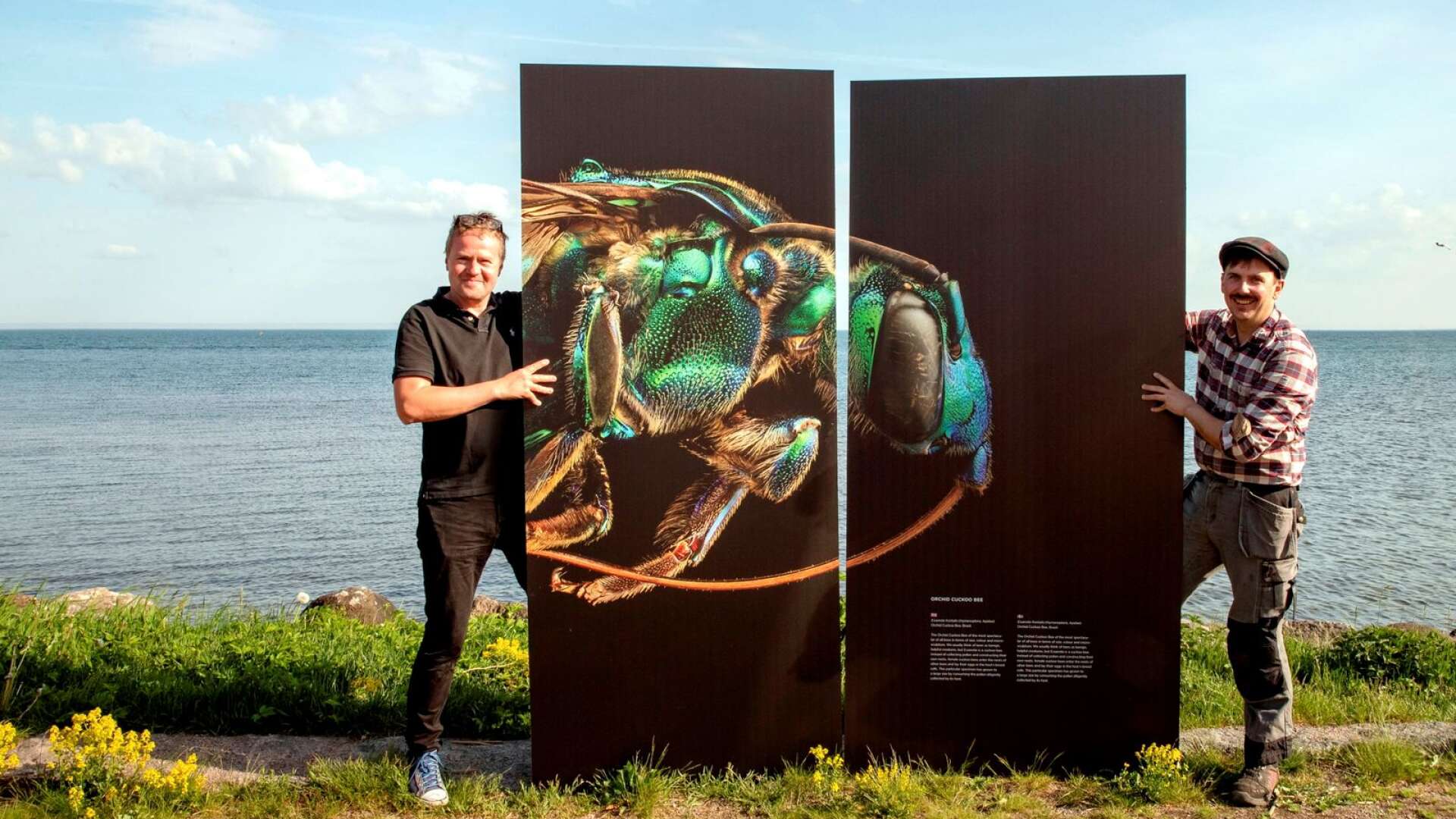Projektledare Per Olsson visar tillsammans med konstruktören Axel Grenabo upp ett av sommarens dragplåster i utomhusutställningen om insekter.