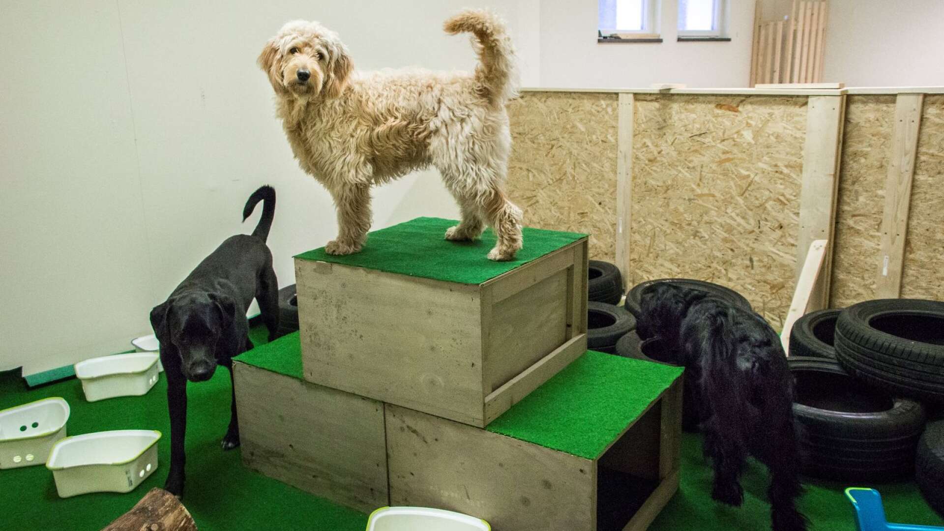 I aktiveringsrummet får hundarna klättra, krypa och leta godis bland däck och stockar.