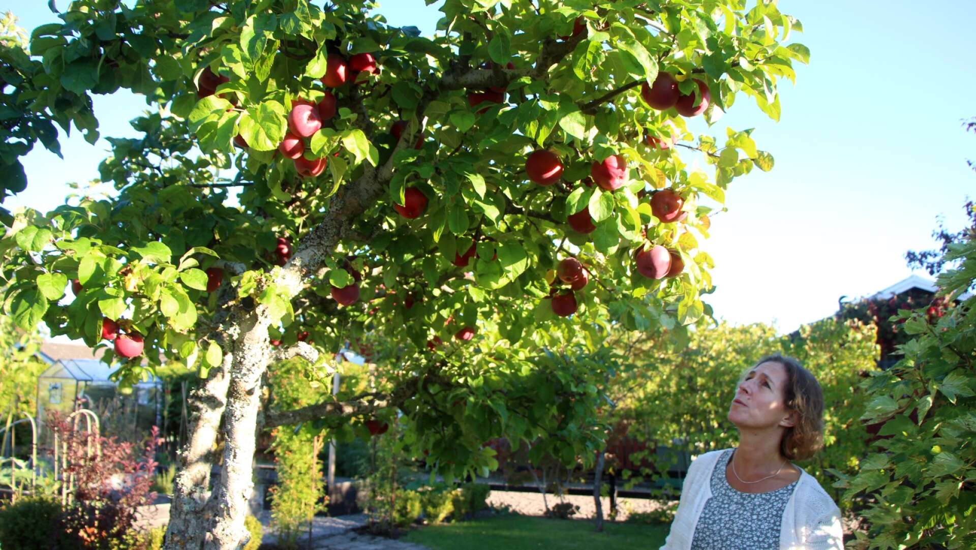 Nu blir det mycket äppelkaka, konstaterar Johanna Ringqvist, då äppelträdet ger en bra skörd i år. Vilken sorts äpplen det är vet hon inte, men de är vackert röda och smakar gott.