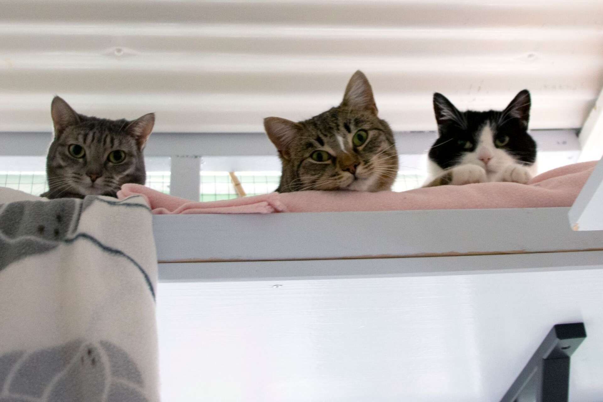 Hilma, Temla och Hardy är tre av katterna som just nu bor på Djurhemmet. Med den nya lagen hoppas personalen att antalet hemlösa katter ska minska.