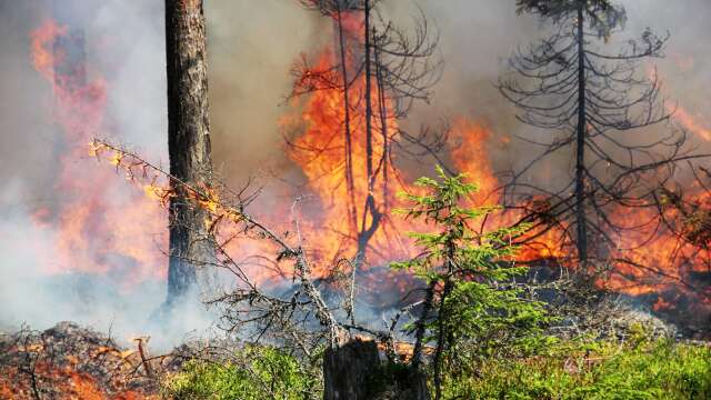 Under midsommarhelgen varnar MSB för höga risker för skogsbränder.