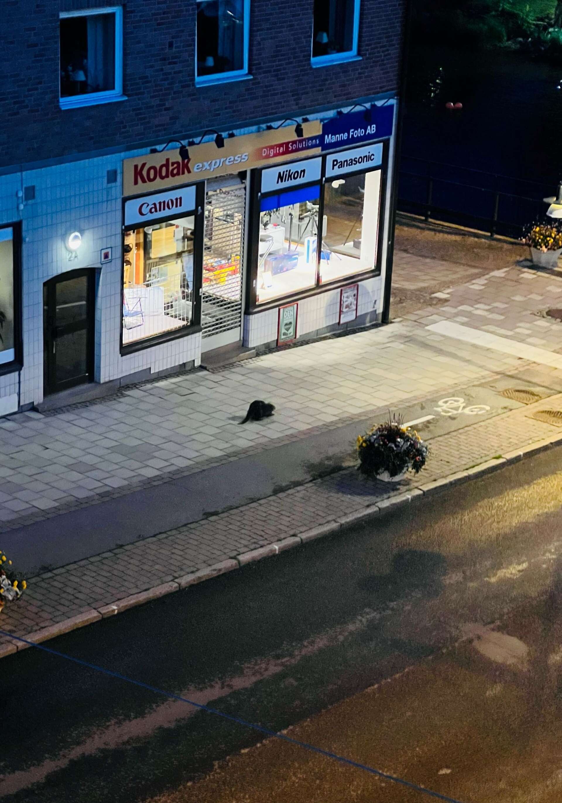 Mikael Hultkrantz har lyckats fånga något ovanligt. En bäver på nattvandring genom Säffle centrum.