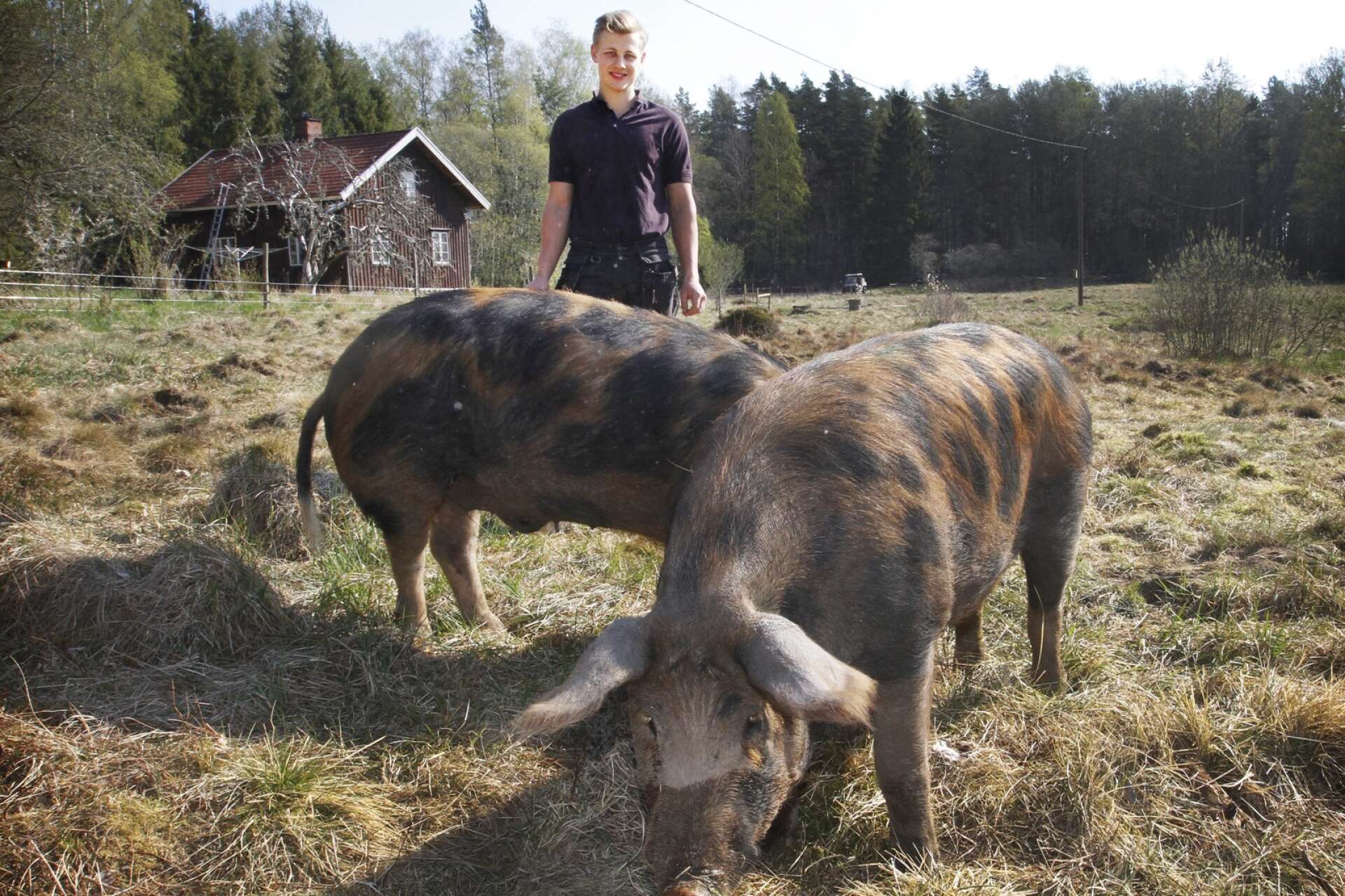 Hos 23-årige Oskar Ohlsson har djuren det till synes svinbra.