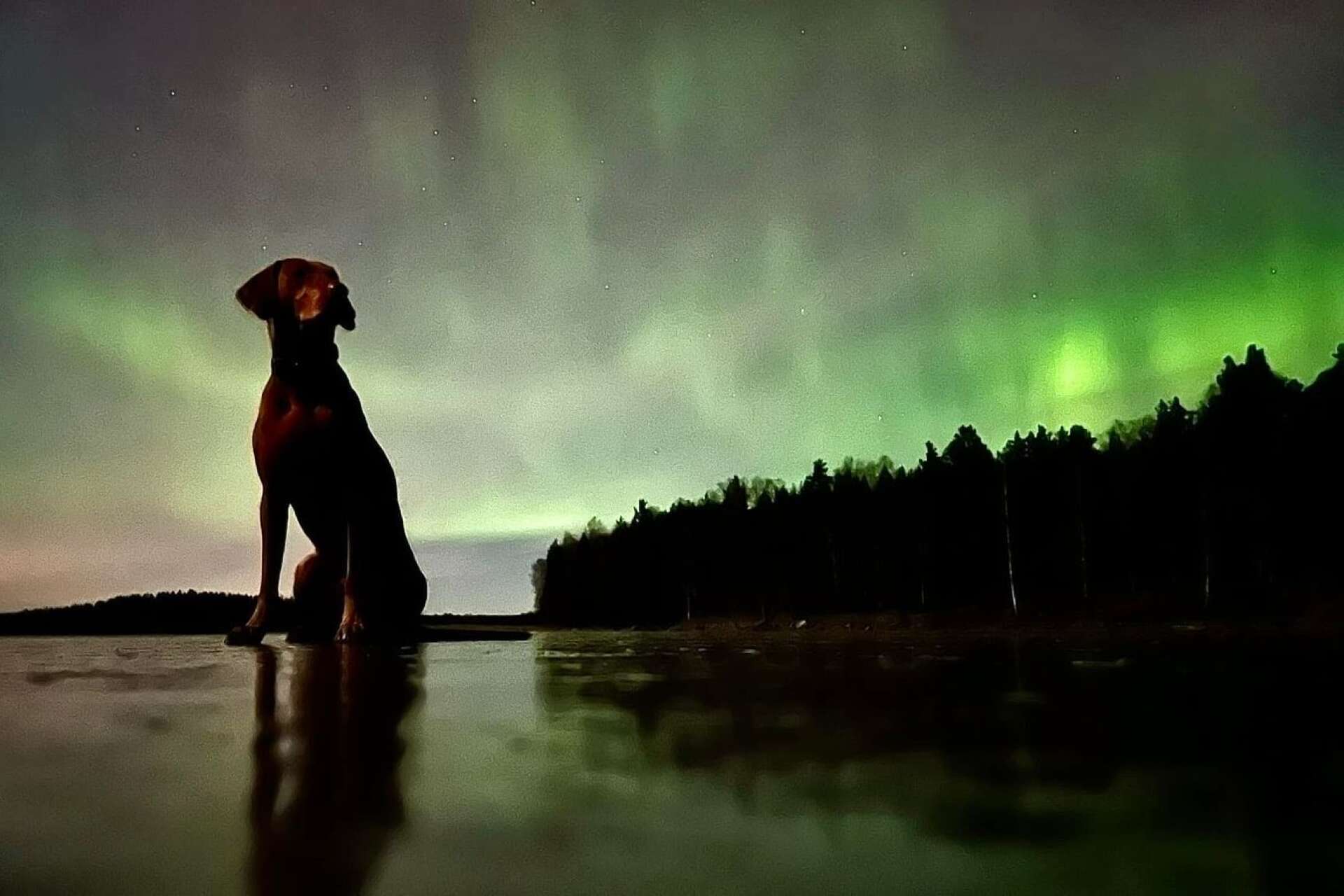 Stefan Vänersand var ute med hunden Otto på Grumsfjorden för att beundra den gröna skyn.