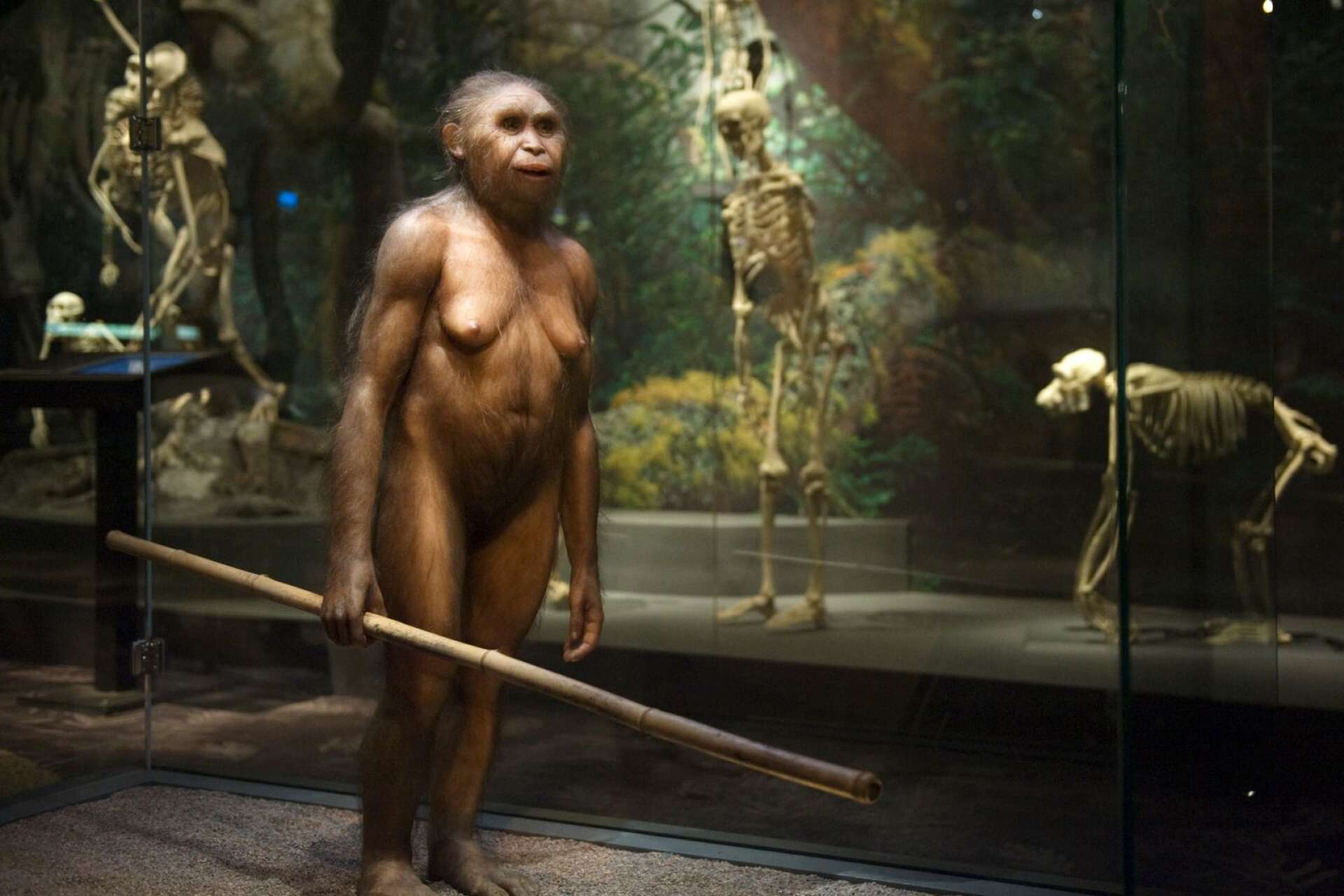 Homo Floresiensis var bara en meter hög och vägde cirka 20 kilo när hon levde för 9000-18000 år sedan. När hon upptäcktes var det en av de största överraskningarna i vetenskapens historia. En modell av henne beskådas på Naturhistoriska Museet i Stockholm.