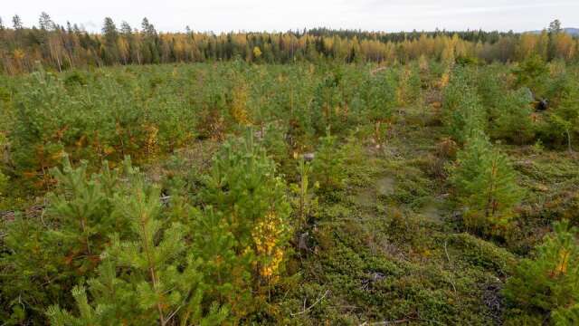 På 80 procent av den avverkade arealen får skogsbruket upp ny skog på det sätt som lagen kräver visar Skogsstyrelsens inventering. Foto: Marie Birkl