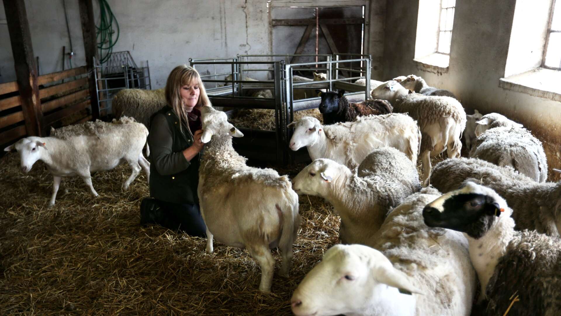 Kikki Ahlstedt Karlsson vill förädla den egna lammproduktionen men också samarbeta med andra.