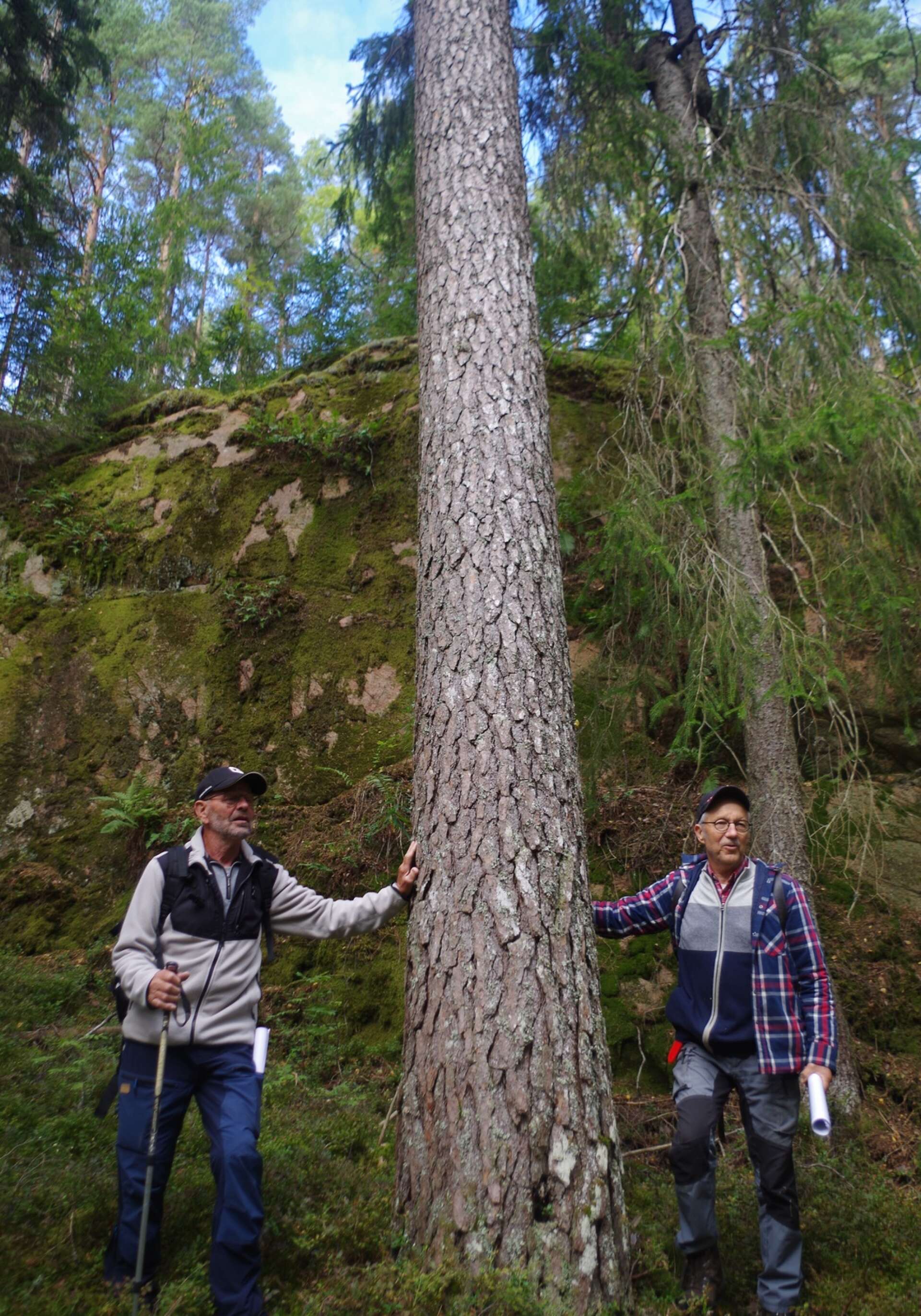 Henrik Kovacic och Göran Kjellberg vid ett praktexemplar, å kallad knivtall, som växt i ravinen längs Ysjöälven i västra delarna av Långserud.
