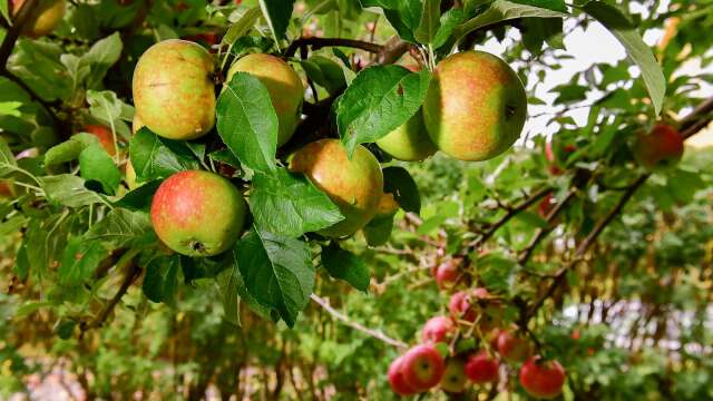 I år kan det bli färre äppelträd som dignar av frukter, eftersom pollineringen inte varit optimal. 