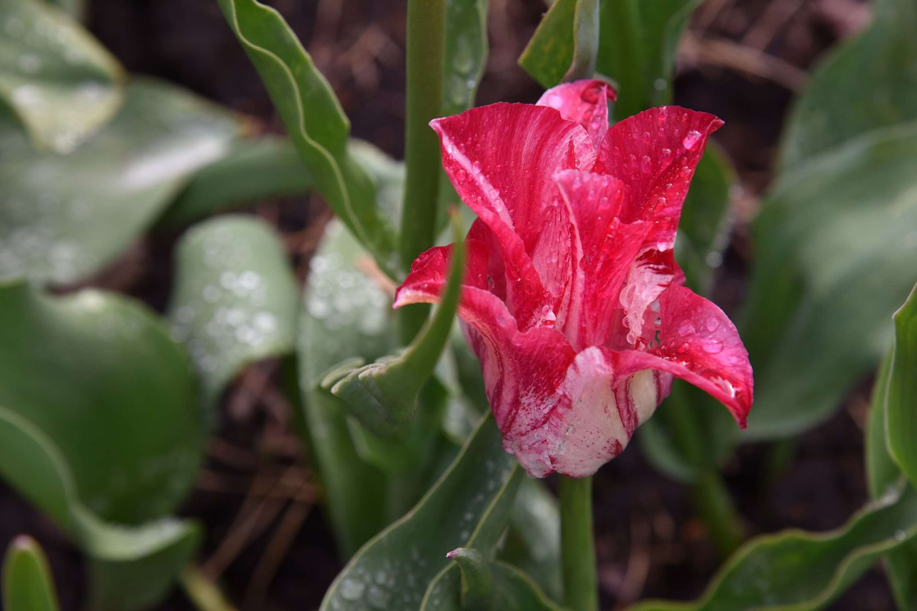 Vackra tulpaner är ett exempel på vad som finns att njuta av i trädgården.