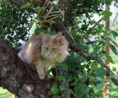 Inne-katt? Katterna kan klättra runt i äppelträdet som ryms i katt-edralen. 