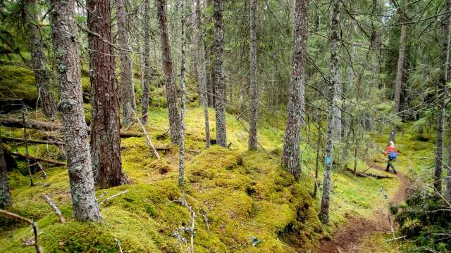 ”Sveriges skogsägare ska vara stolta över hur de sköter sin skog, och Centerpartiet arbetar ständigt för att ge skogsägarna den uppskattning och de rättigheter de förtjänar”, skriver debattörerna.