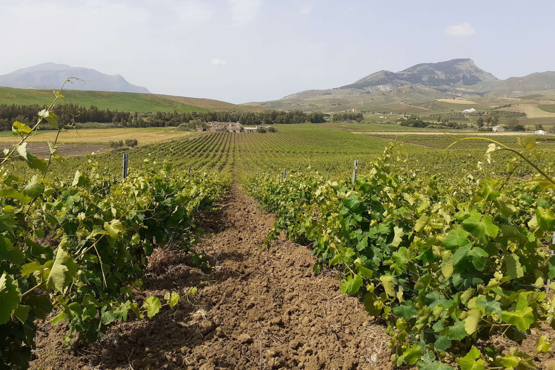 På maken Leonardo La Roccas familjegård har det tillverkats vin i över 200 år.