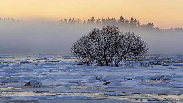 Värmlandsfoto arrangerades i Arvika i helgen. Foto: Tommy Pedersen, Naturfotograferna Arvika