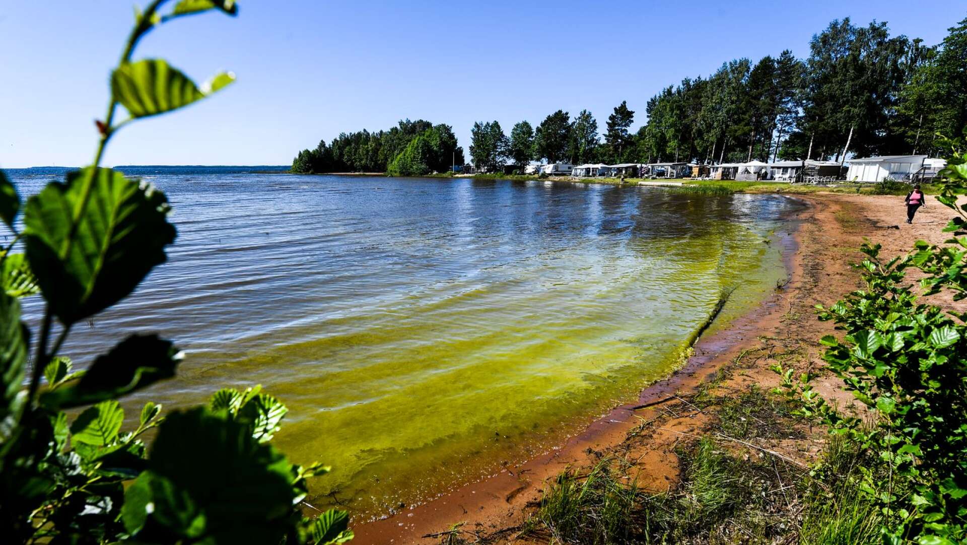 Vid Bomstadbaden är det grönt längs strandkanten, vilken kan indikera algblomning. Men David Nordentjell, vd för campingen, säger att det i stället rör sig om pollen och gräs.