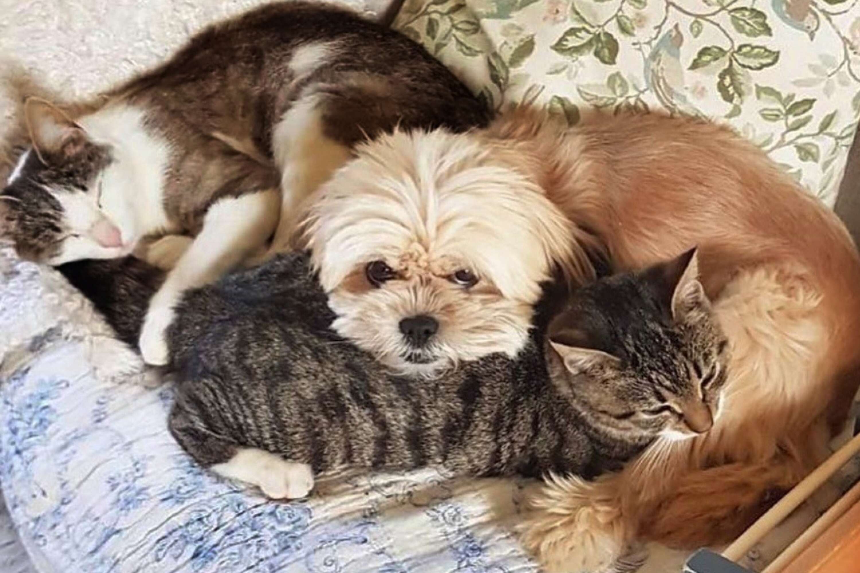 Mamma Gry och kattungen My, och älskade hunden Märta. ”De brukade ligga så här i en hög och sova”, säger Evelyn Carlsson. ”Jag kan bara hoppas att de fick vara tillsammans, att de inte var ensamma...”