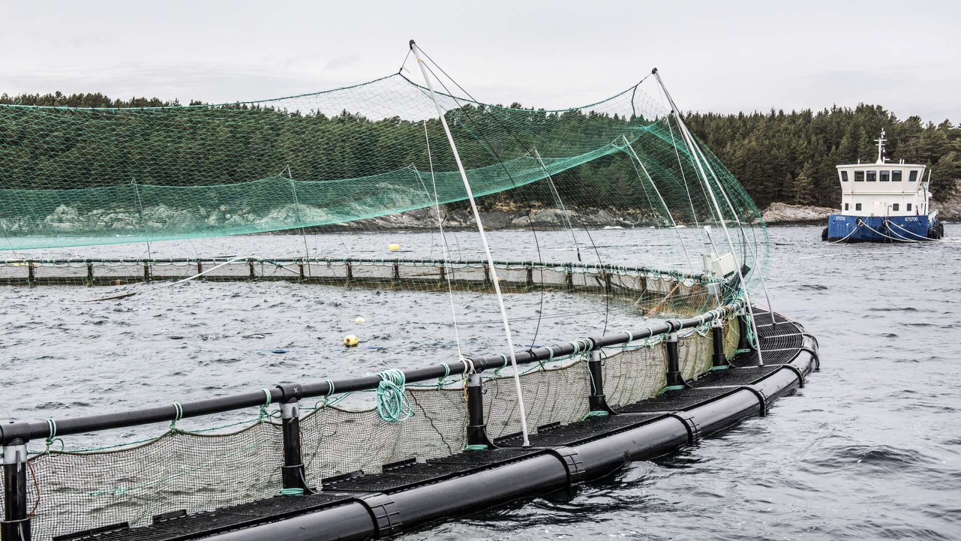 Fiskfabriker är inte en lämplig lösning på den ohållbara utfiskningen av våra hav, tvärtom, skriver Camilla Bergvall och Kai Zimmerl.
