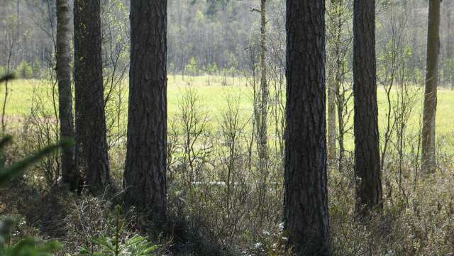 Iglasjön i Lerstugusjöns naturreservat.